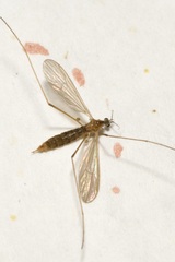 Erioptera