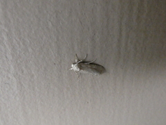 Spodoptera exigua