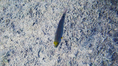 Symphodus mediterraneus