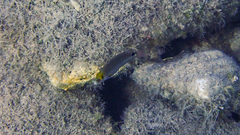 Symphodus mediterraneus