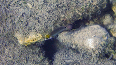 Symphodus mediterraneus