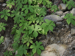 Camonea vitifolia