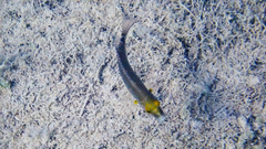 Symphodus mediterraneus