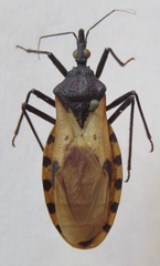 Triatoma dimidiata