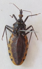Triatoma dimidiata