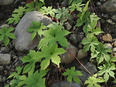 Camonea vitifolia