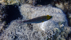 Symphodus mediterraneus