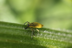 Lixus iridis