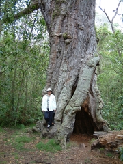 Acacia koa