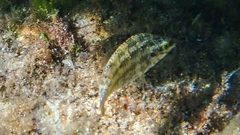 Symphodus roissali