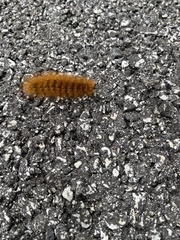 Phragmatobia fuliginosa