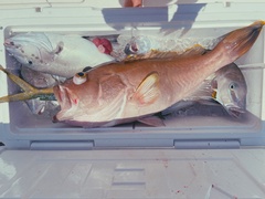 Yellowedge Grouper photo 4