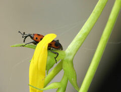 Rhodobaenus quinquepunctatus