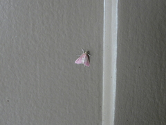 Pyrausta inornatalis