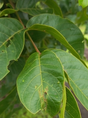 Holarrhena pubescens