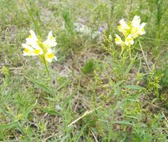 Linaria