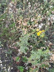 Jacobaea grandidentata