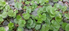Dichondra
