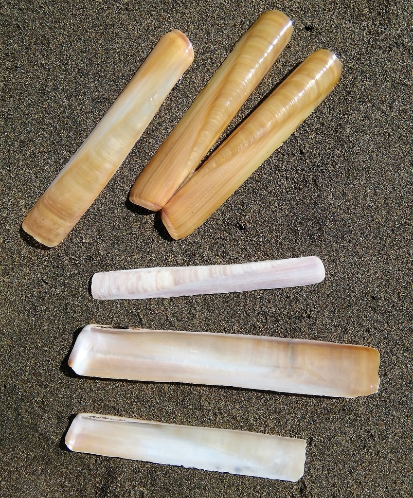 Razor Clams