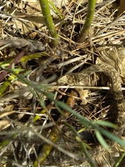 Malpolon monspessulanus