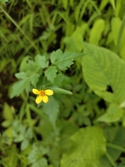 Bidens bipinnata