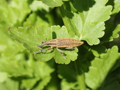 Lixus iridis