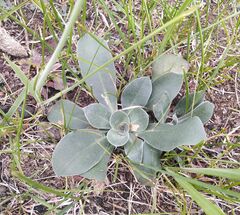 Goniolimon speciosum