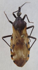 Triatoma dimidiata
