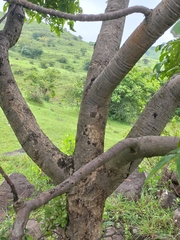 Holarrhena pubescens