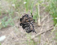 Araneus angulatus