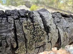 Lecanoromycetidae