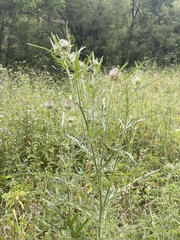 Cirsium decussatum