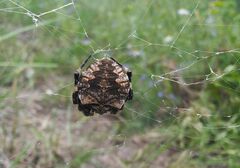 Araneus angulatus
