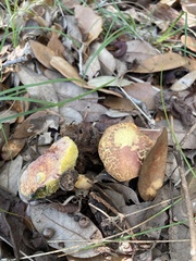 Xerocomellus dryophilus