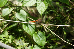 Orthetrum testaceum