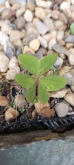 Oxalis latifolia