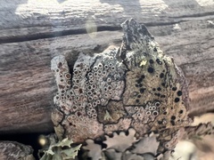 Lecanoromycetidae