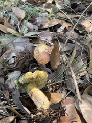 Xerocomellus dryophilus