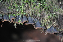 Hymenochaete rubiginosa