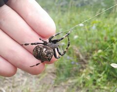 Araneus angulatus