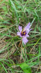 Catananche caerulea