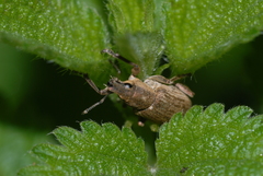 Tanymecus palliatus