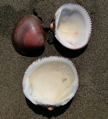 Glycymeris nummaria