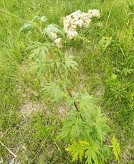 Leonurus glaucescens