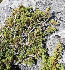 Juniperus communis saxatilis