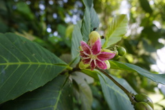 Dillenia suffruticosa
