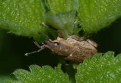 Tanymecus palliatus