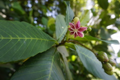 Dillenia suffruticosa