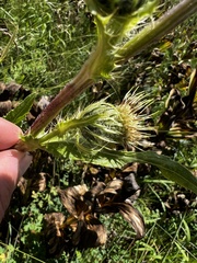 Cirsium parryi