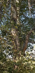 Platanus orientalis